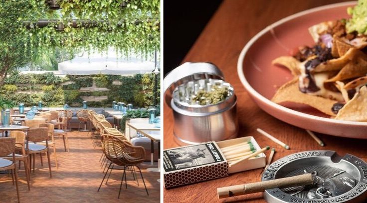 Cannabis oasis