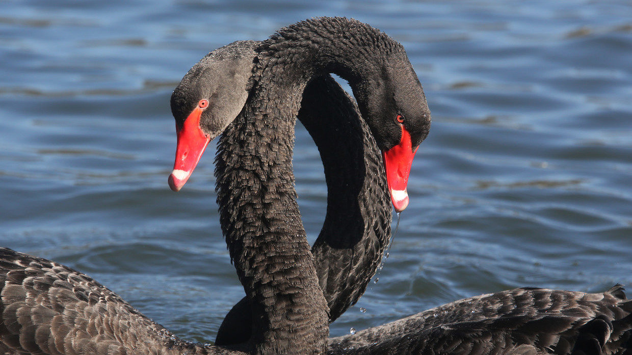 black swans birds
