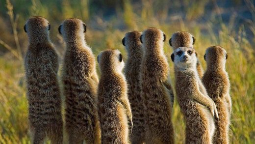 Click to enlarge Suricata Meerkats 7+1