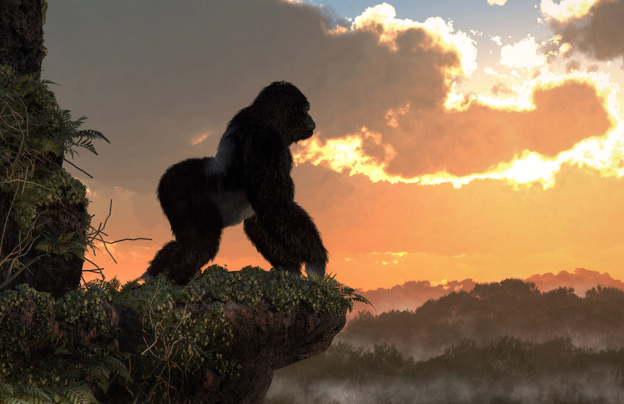 gorilla suset