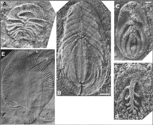 Click to enlarge Ediacaran fossils