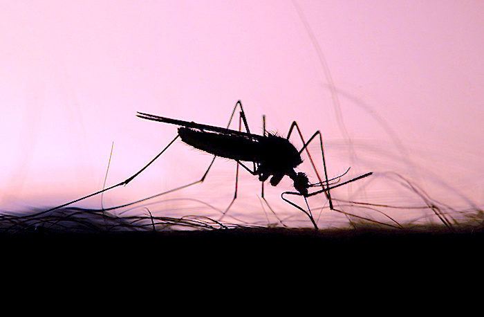Click to enlarge mosquito