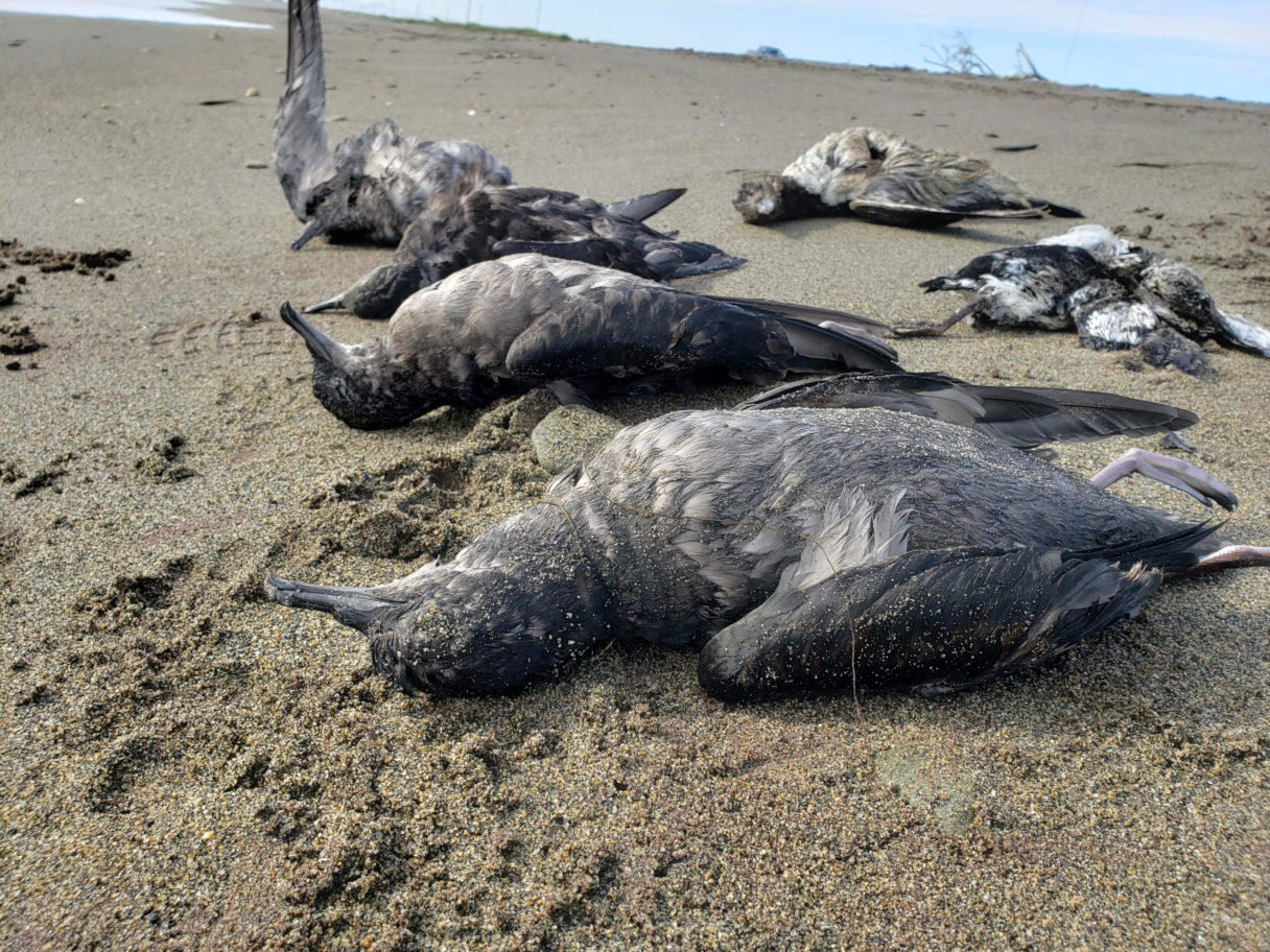 Dead seabirds near Nome, Alaska, August 2019