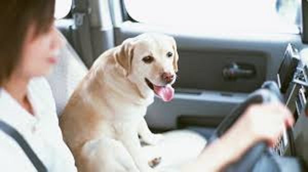 Dog in car