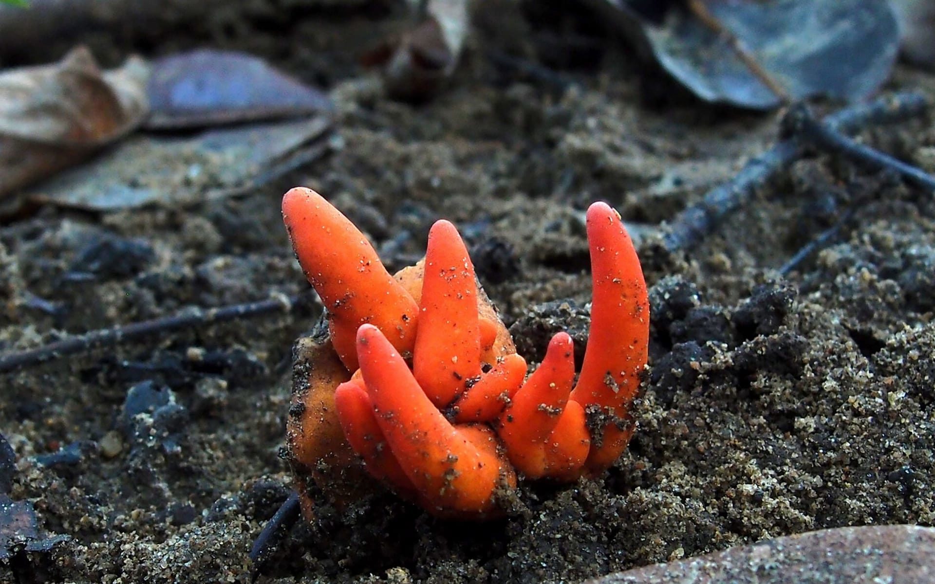 fungi