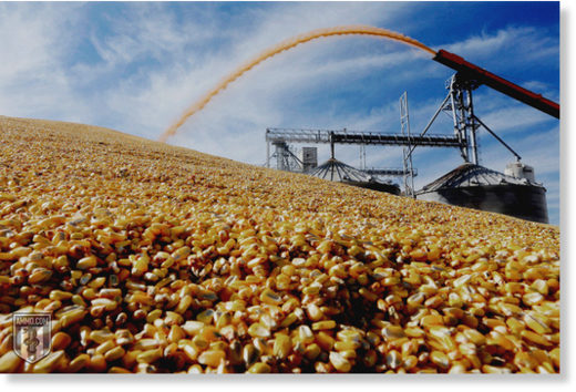 Click to enlarge corn field