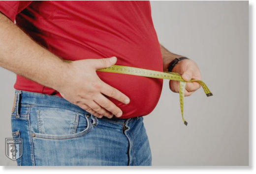 Click to enlarge fat belly