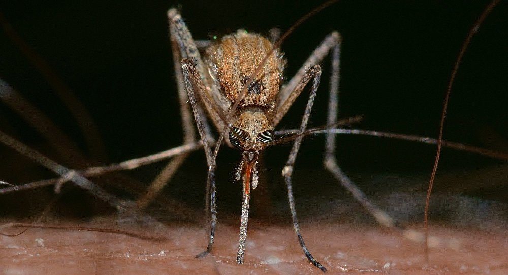 mosquito