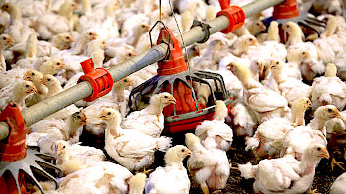 Chickens feed