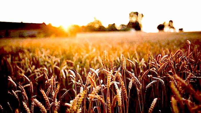 Click to enlarge Wheat field