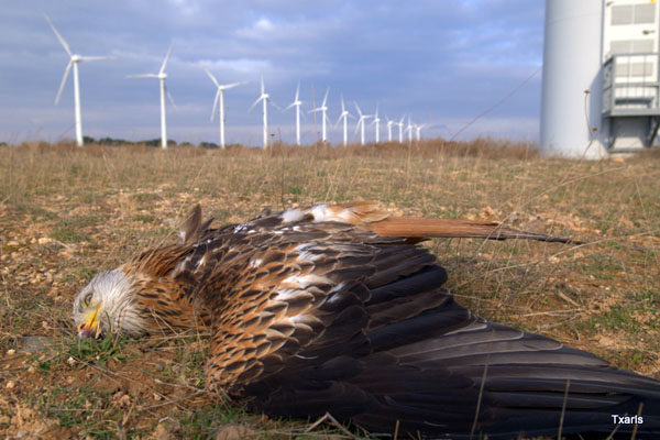 DEAD KITE