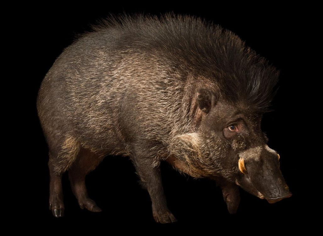 Visayan warty pigs