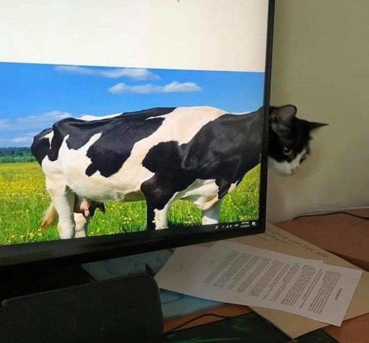 Click to enlarge Cow cat in natural habitat