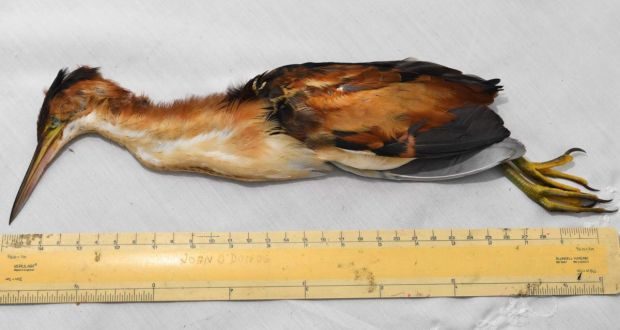 Least Bittern: bird only lived for 30 minutes after it landed from America in John O’Donoghue’s back garden near Tralee.