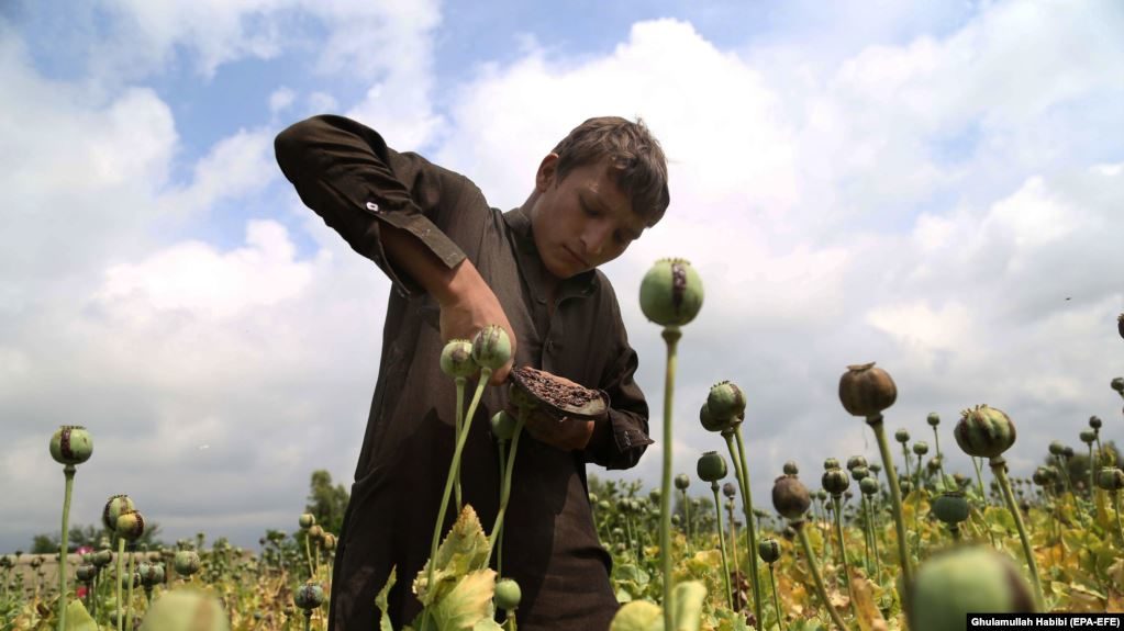 Click to enlarge opium