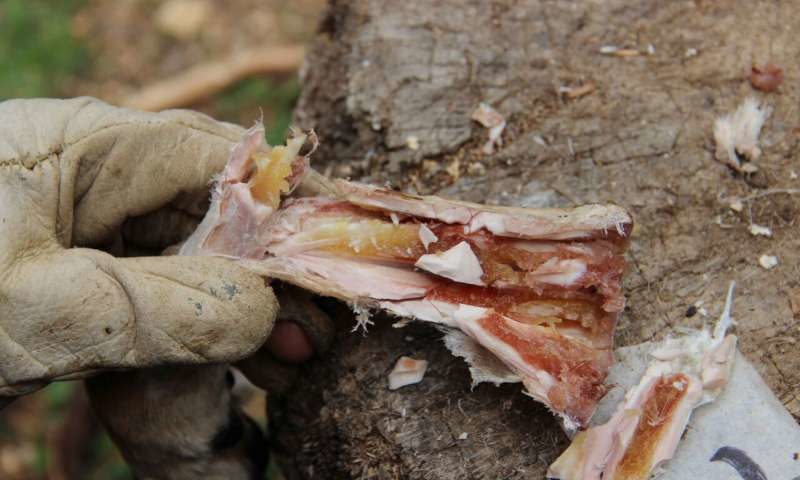 Marrow