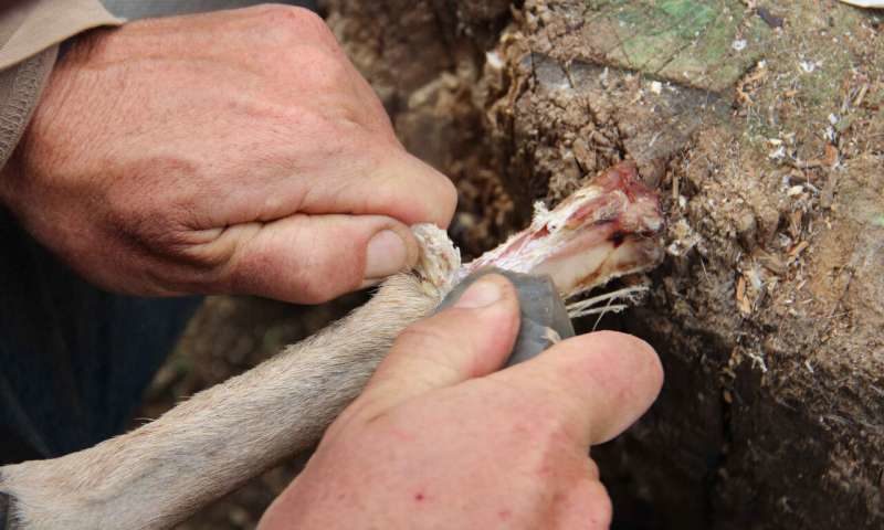 Click to enlarge Skinning
