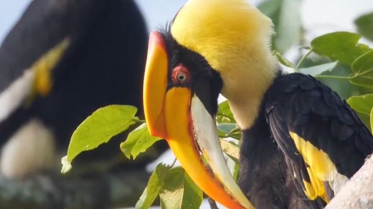 The birds had previously only been seen in small numbers in China