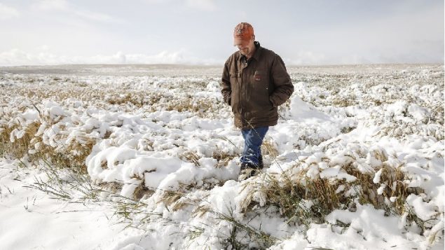 A farmer checks on his wheat crop after snowy weather near Cremona, Alberta, north of Calgary on Sept. 30. Early snow and frost is threatening the harvests across western Canada