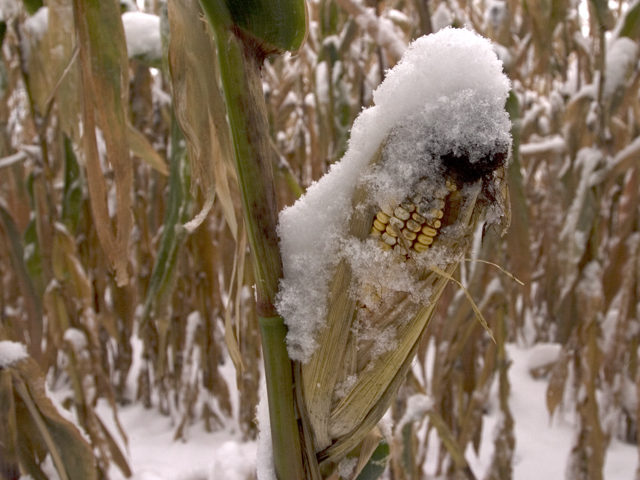 Click to enlarge snow crop