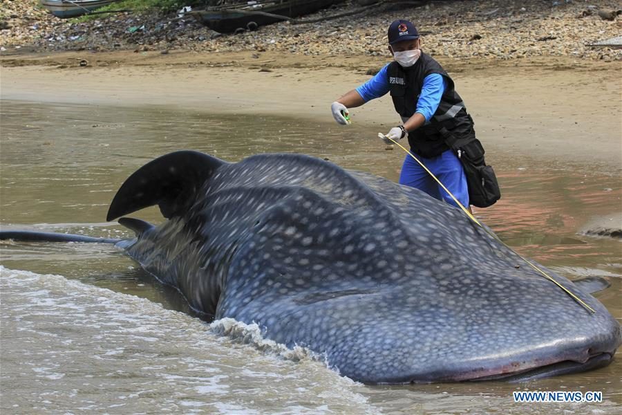 An official measures the length of the body of a dead whale shark which stranded at Taluak Batuang beach in West Sumatra, Indonesia, Oct. 8, 2019.