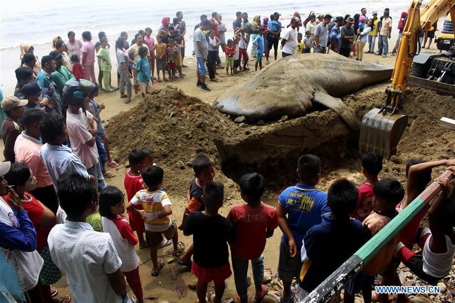 Click to enlarge People watch as an excavator buries the body of a dead whale shark which stranded at Taluak Batuang beach in West Sumatra, Indonesia, Oct. 8, 2019.
