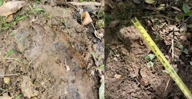 bigfoot prints north carolina