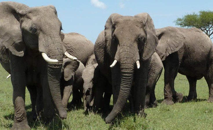 ELEPHANTS