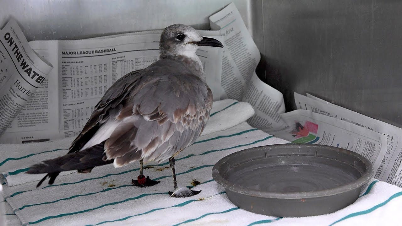 What's making these laughing gulls sick?
