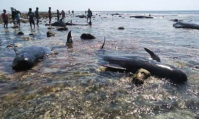 Six of the dead stranded whales were buried in a traditional ceremony