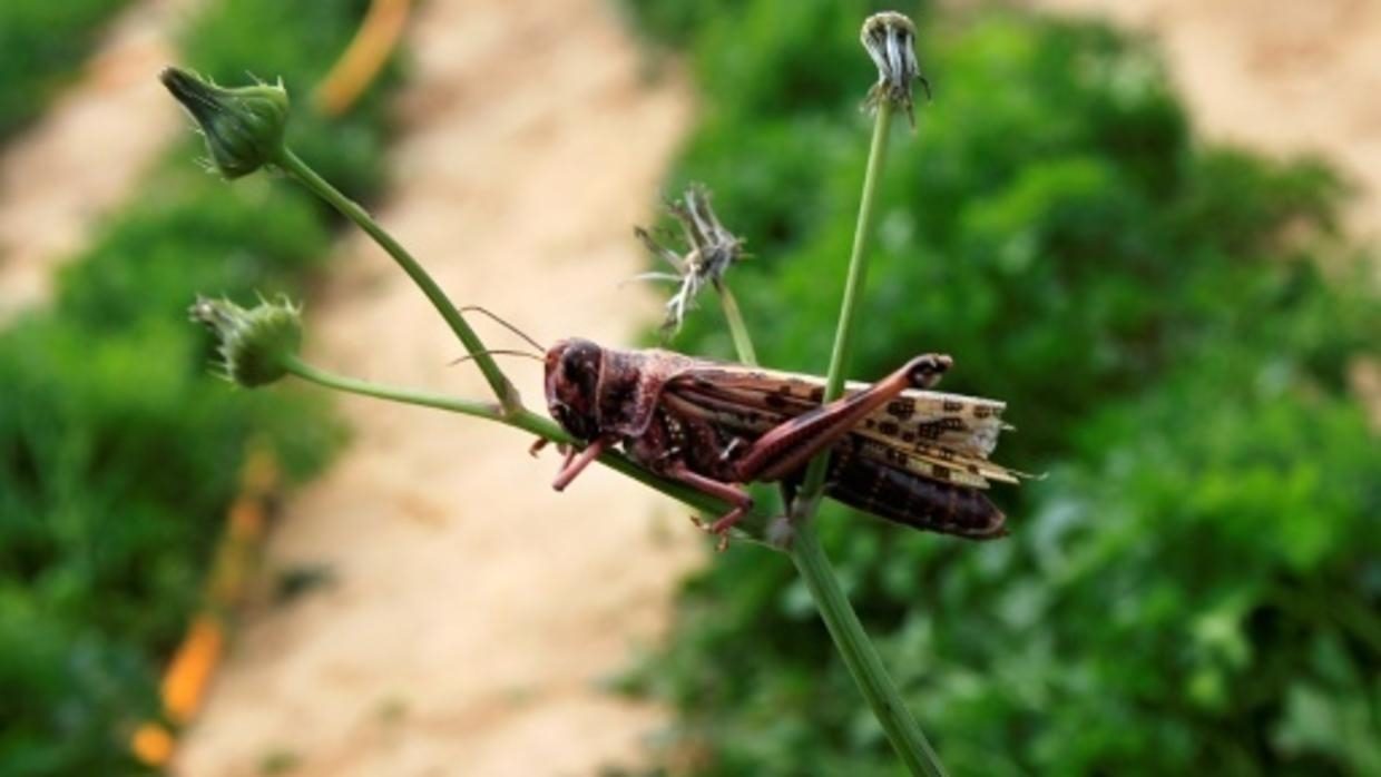 LOCUSTS