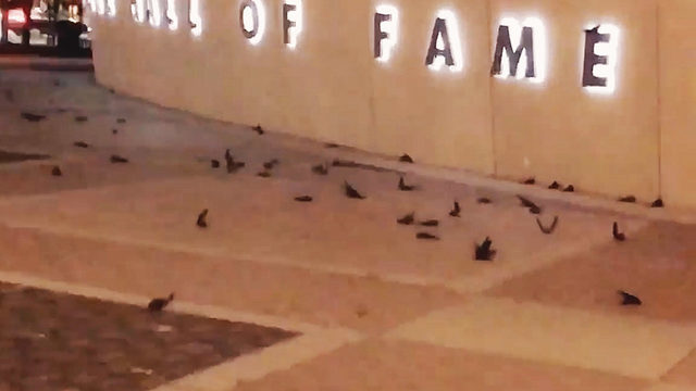 birds nascar