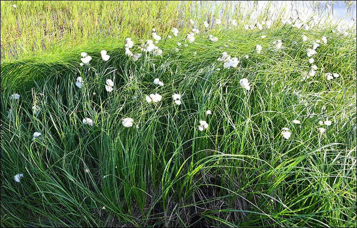 wildflowers