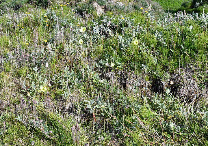 Click to enlarge arctic wildflowers