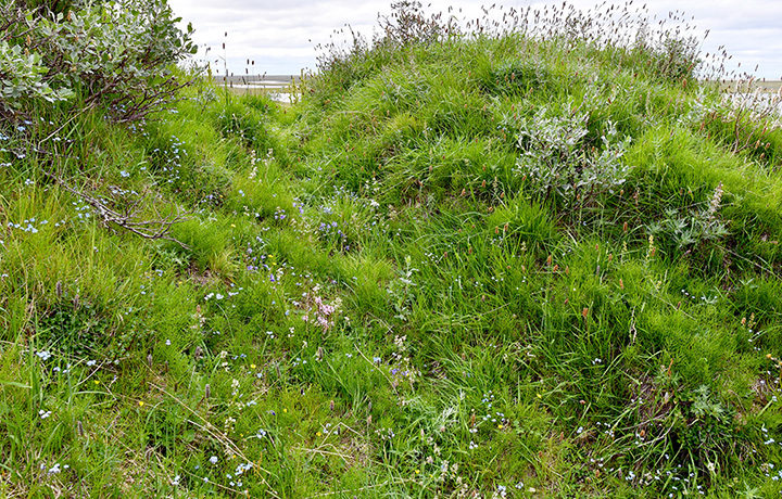 Click to enlarge arctic wildflowers