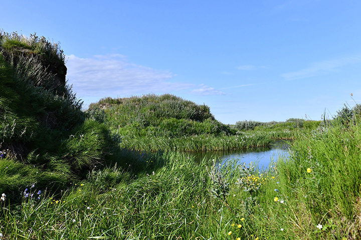 Click to enlarge arctic wildflowers