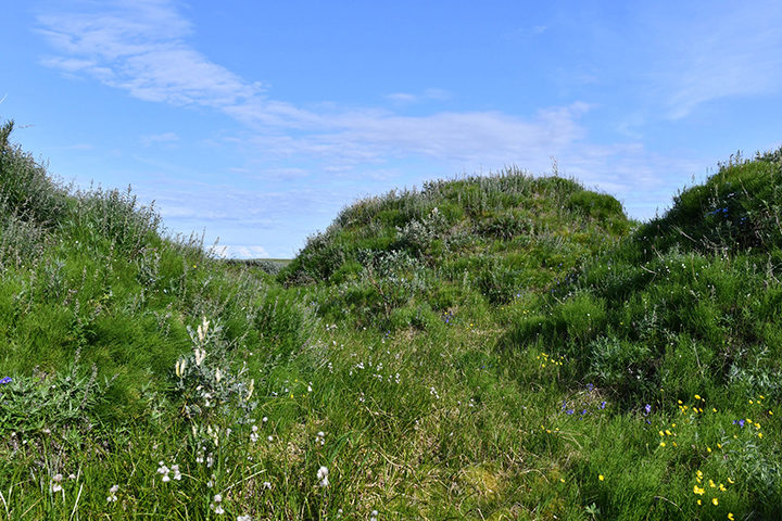 Click to enlarge arctic wildflowers