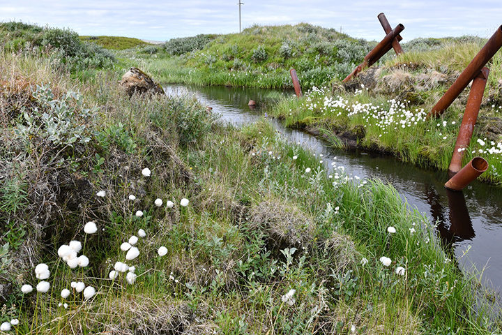 Click to enlarge arctic wildflowers