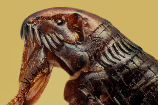 Click to enlarge Siphonaptera