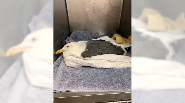 A seagull found sick at Huntington State Beach on Thursday, Oct. 10, recovers at the Wetlands and Wildlife Center. The gull was one of 12 found at the beach