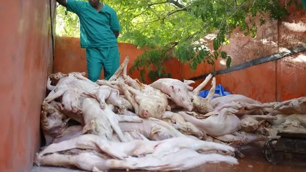 Click to enlarge swine fever deaths