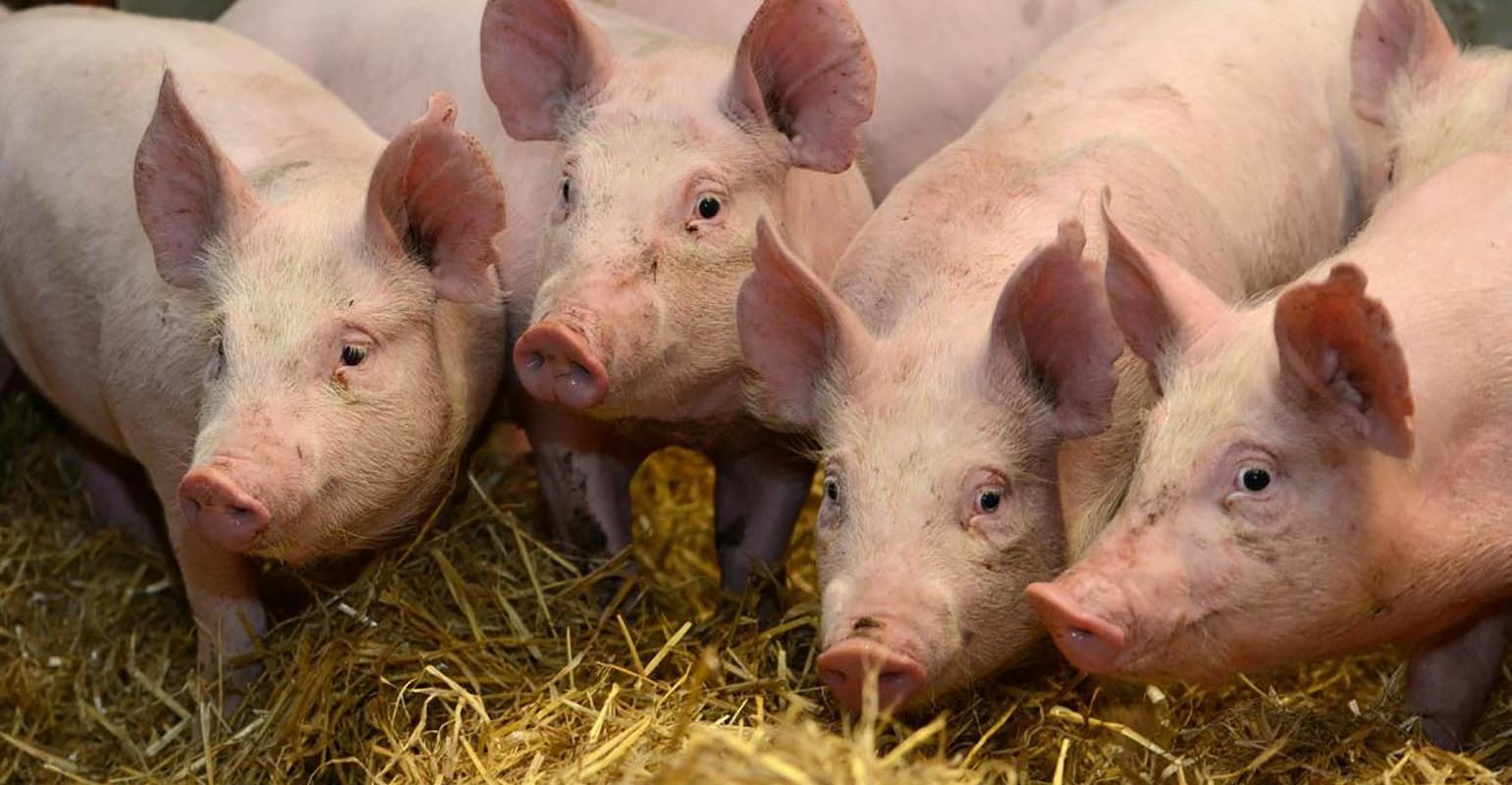 pigs