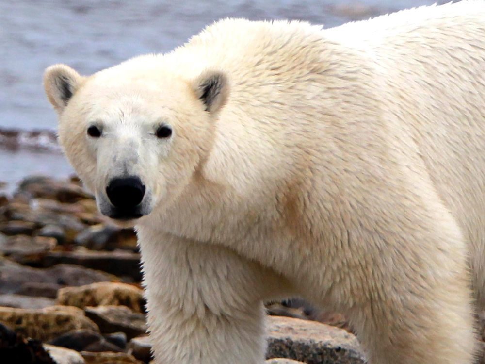 djungelskog polar bear