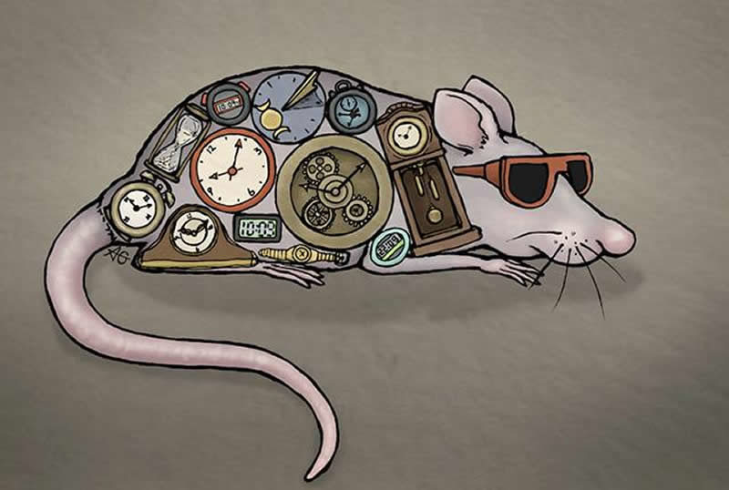 Click to enlarge mouse skin circadian rythym