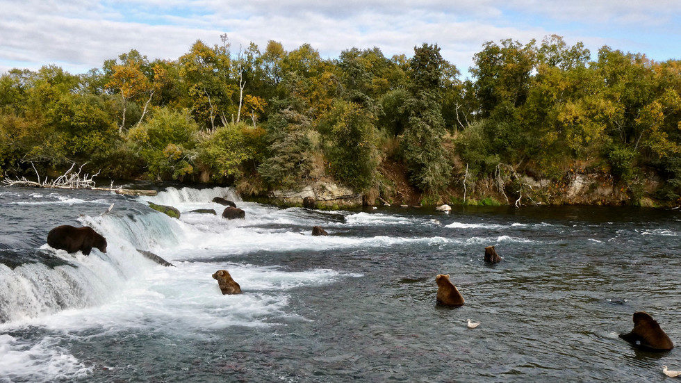 Click to enlarge Grizzly bears