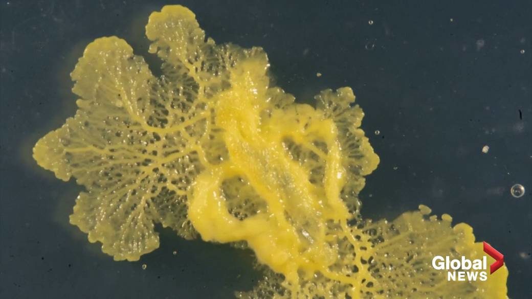 Click to enlarge the blob