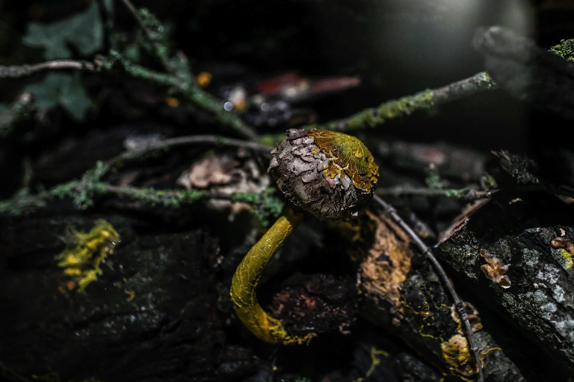 Click to enlarge slime mold