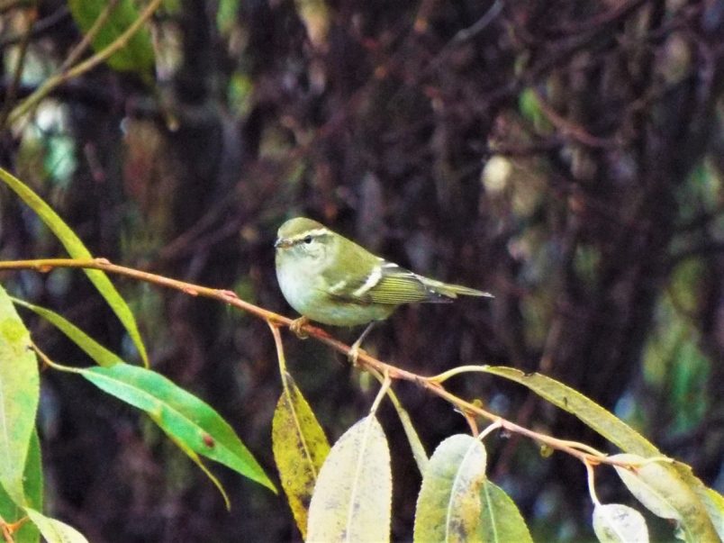 The sighting of a Yellow-browed Warbler in Saanich is the first time the bird has been seen in Canada.