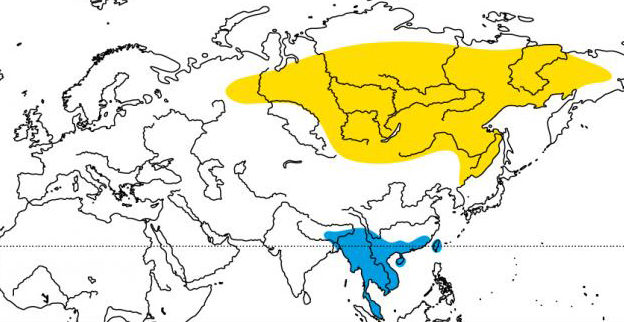Breeding range (yellow) and wintering areas (blue) of Yellow-browed Warbler.