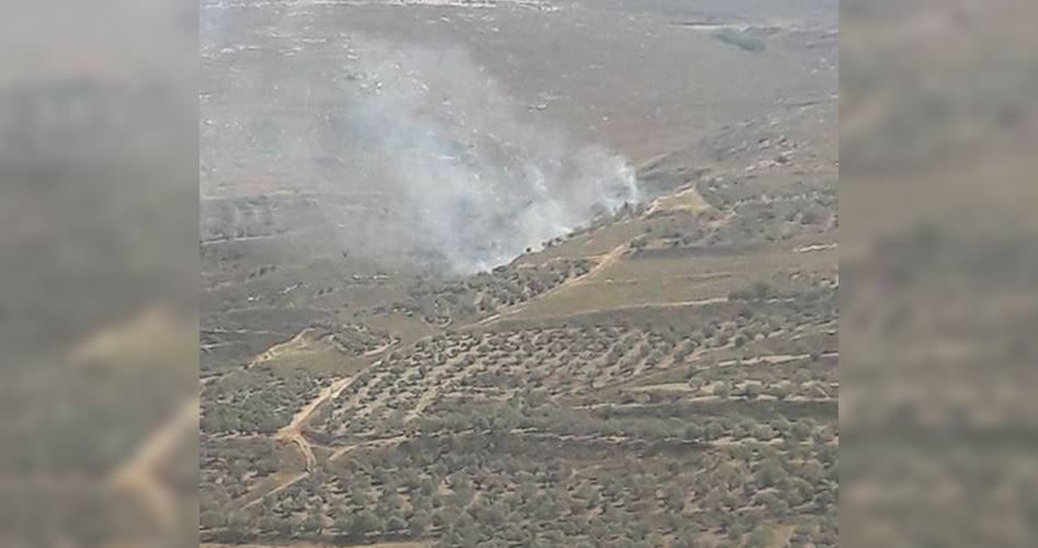 Click to enlarge olive trees burned eid